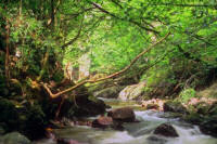 Torrente
